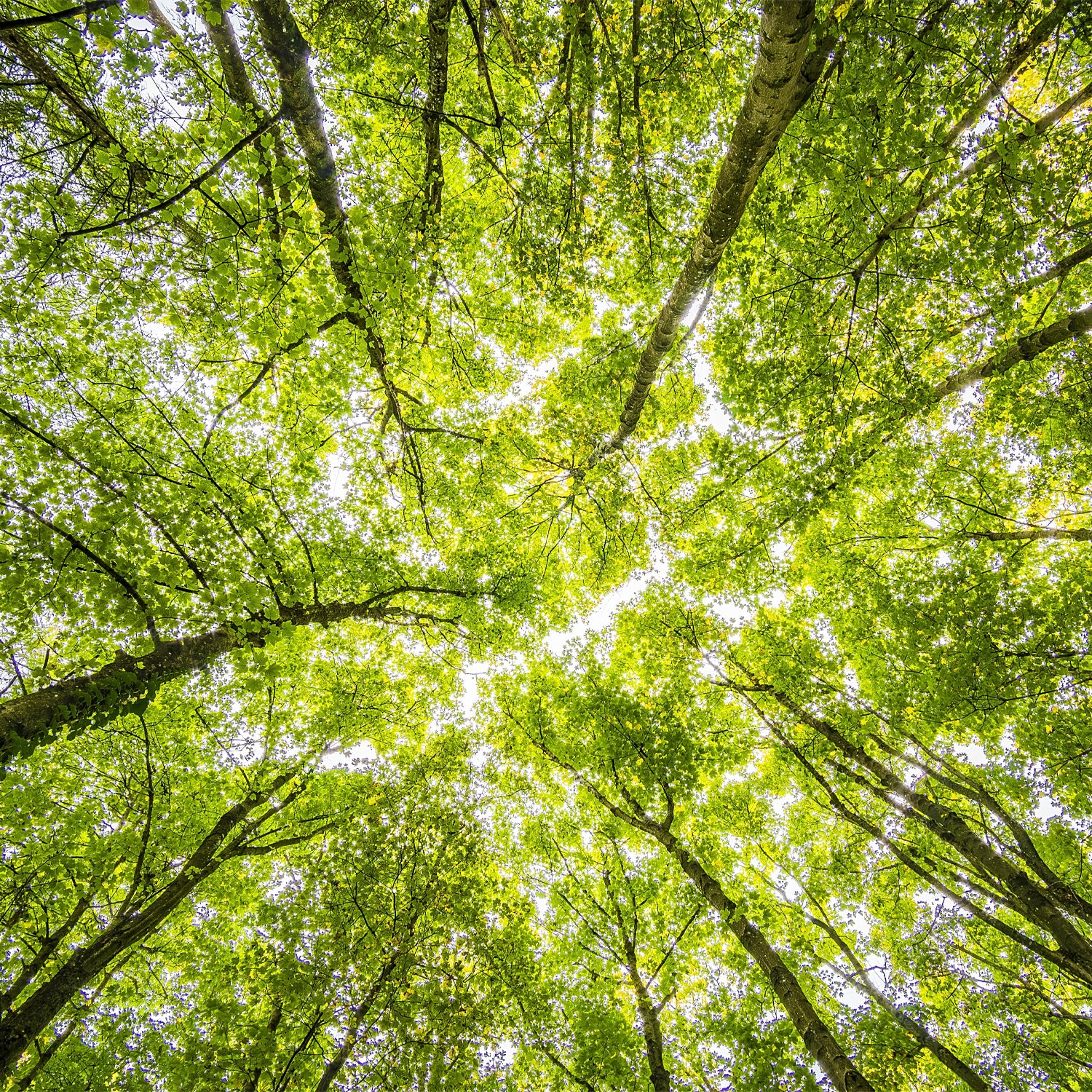 alberi molto alti visti dal basso